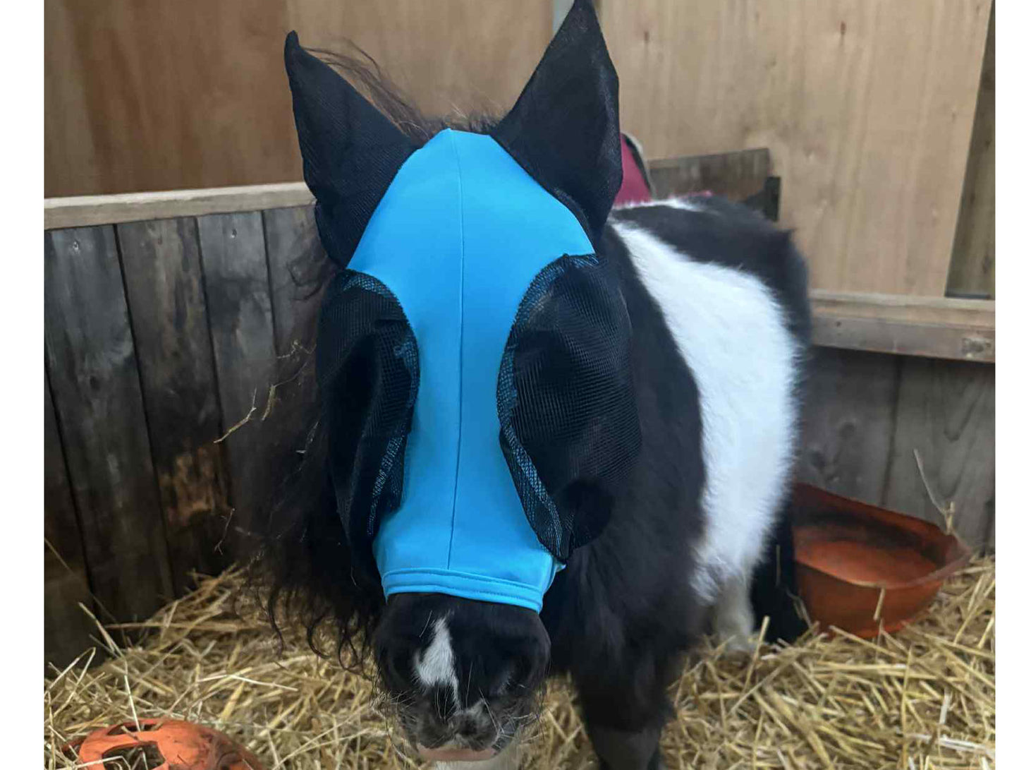 Shetland-Miniature-Section A Pull On Fly Mask With Ears