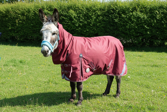 Shetland-Miniature-Donkey-Section A Lightweight No Fill Combo Turnout Rug