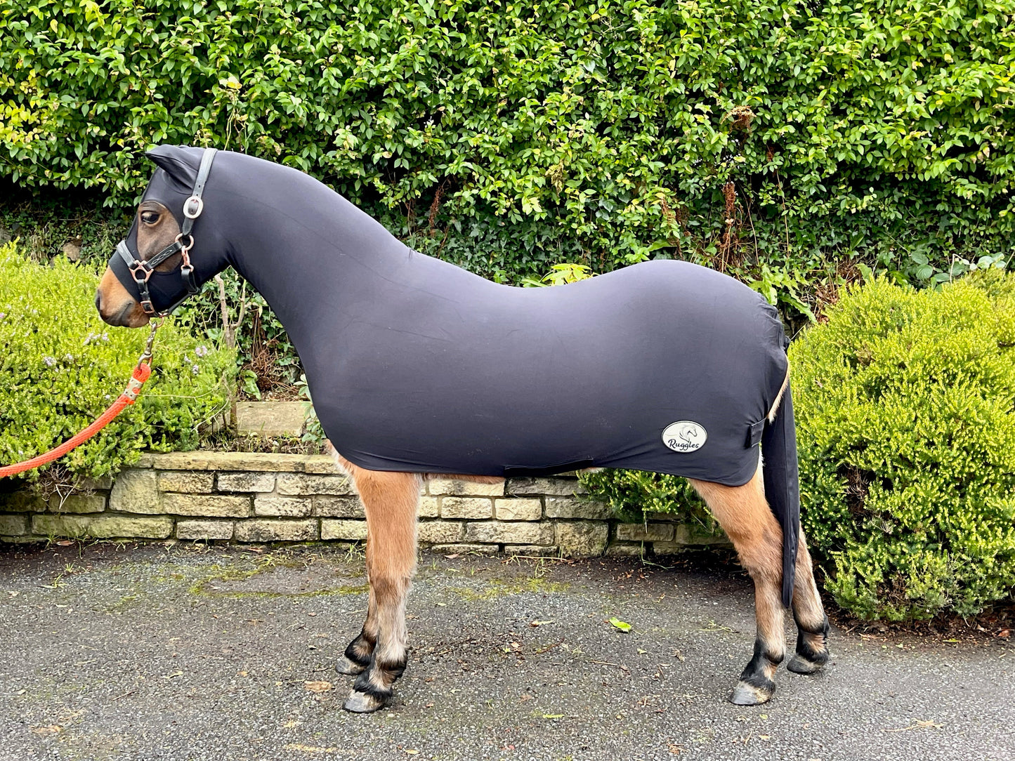 Shop Soiled Large Miniature Horse Black Water Repellent Lycra Body Suit With Ears