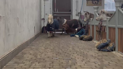 Horse-Pony-Shetland-Donkey Snuffle Treat Mat