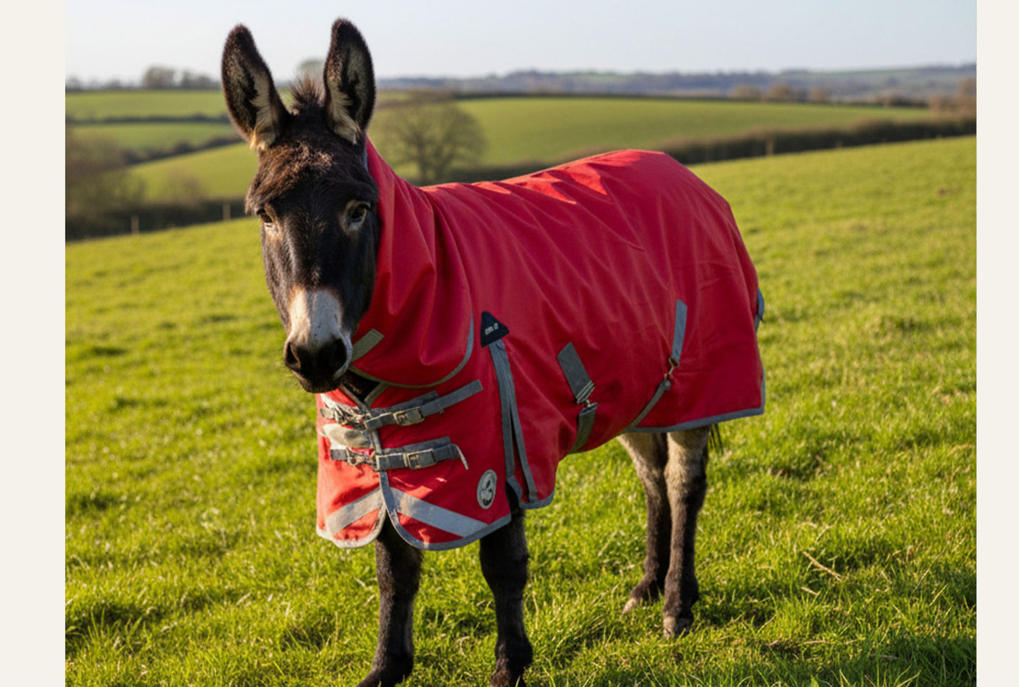 Shetland-Miniature-Donkey Combo Turnout 200g