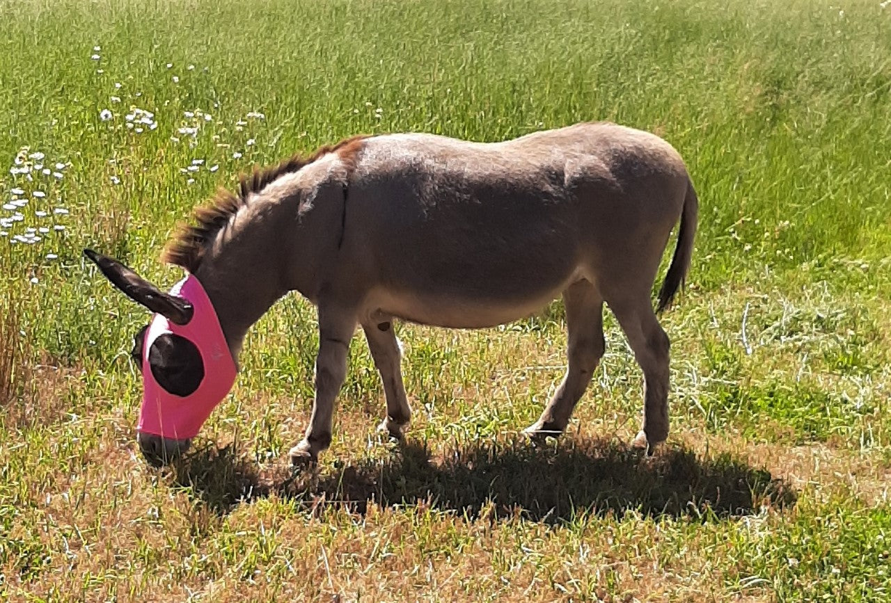 Donkey Pull On Fly Mask With Ears